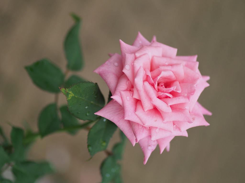 ◎コシナツァイス Makro Planar 50mm/F2