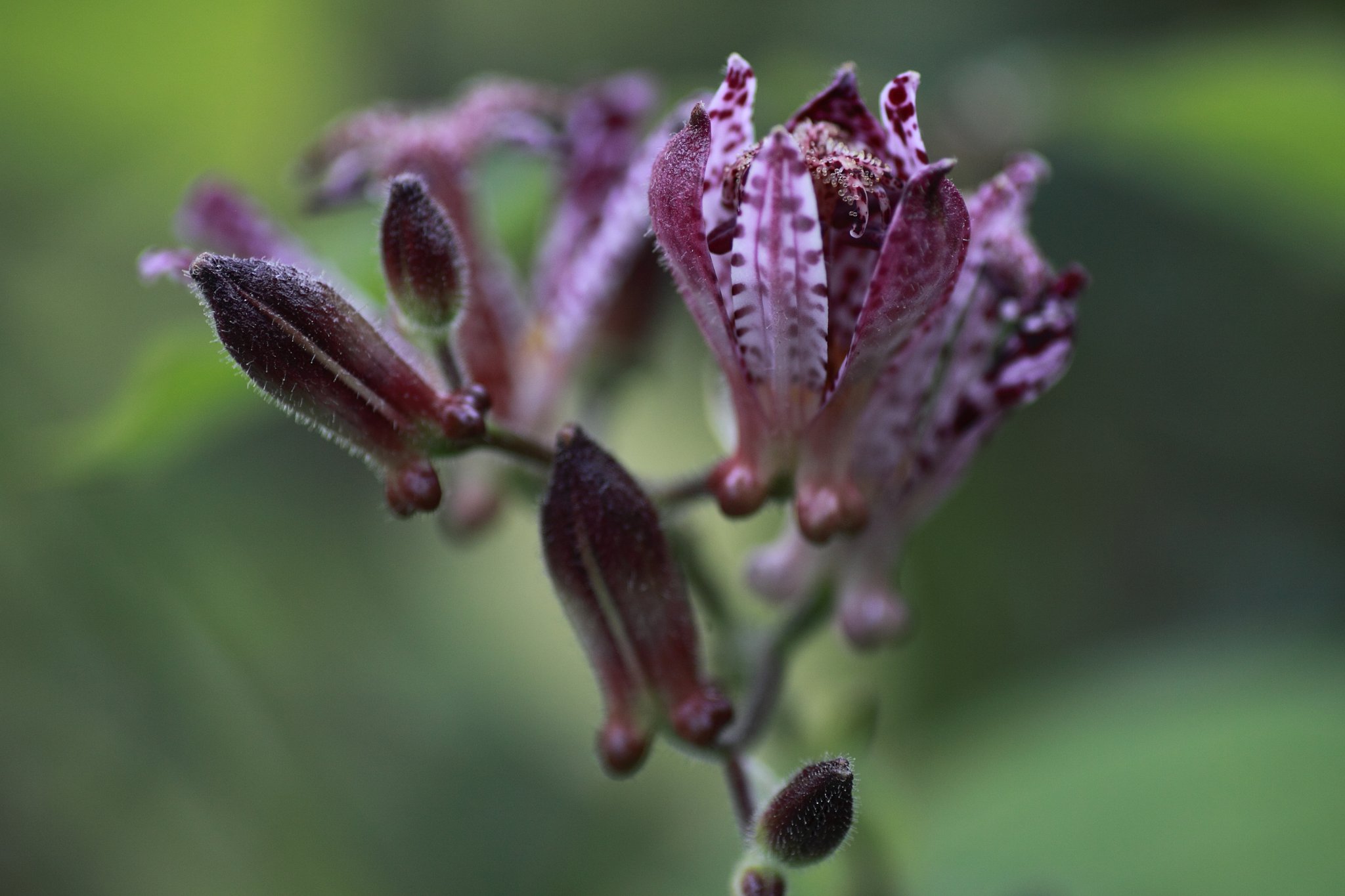 Tamron 90mm f2.8 macro 172E