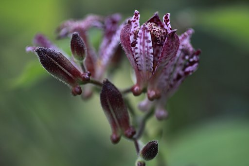 Tamron 90mm f2.8 macro 172E