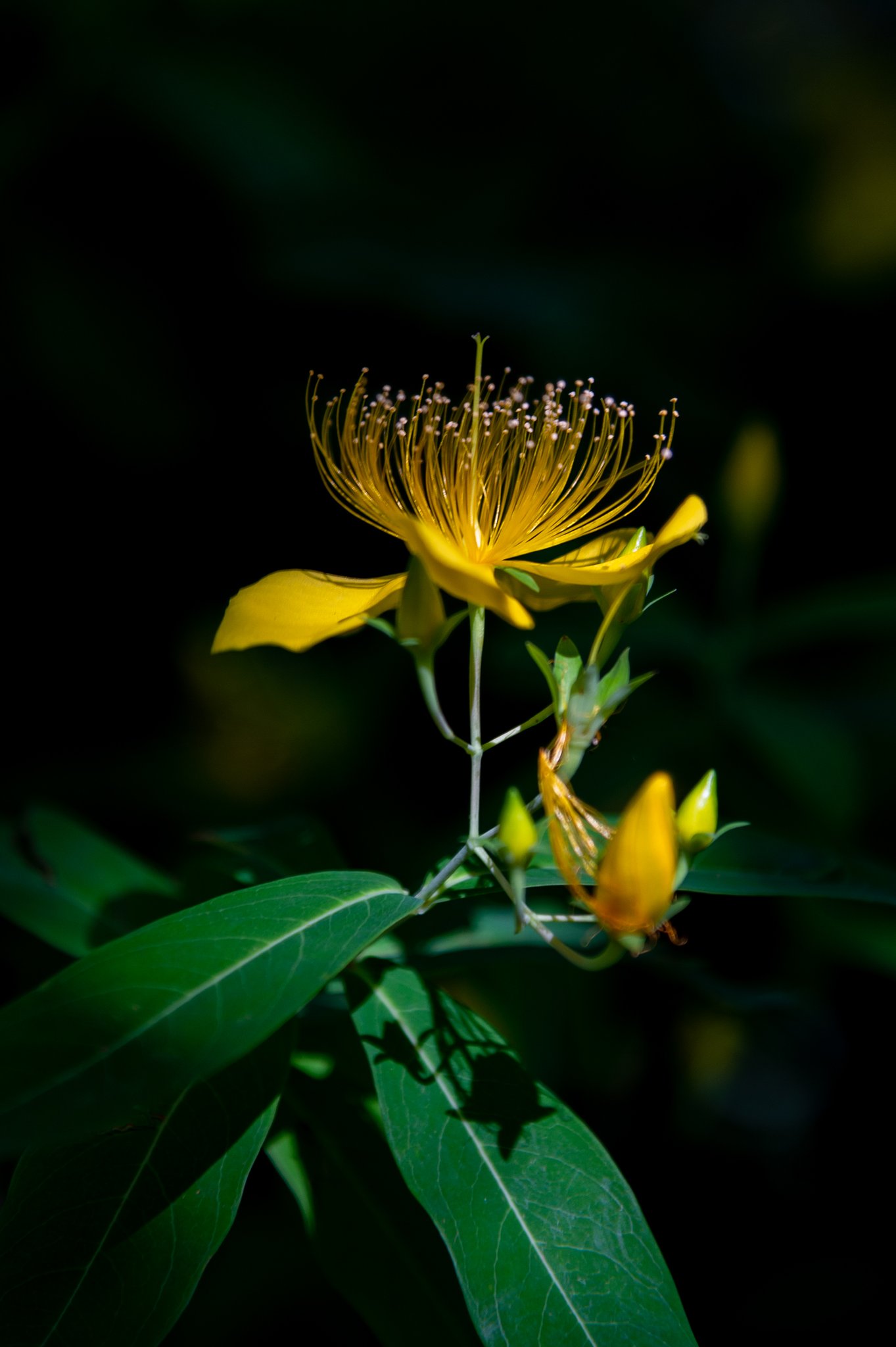 AF-S NIKKOR 24-120mm F4G ED