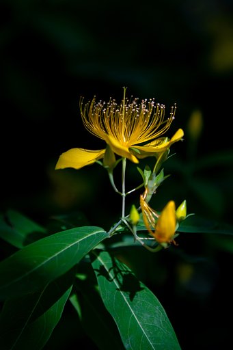 AF-S NIKKOR 24-120mm F4G ED