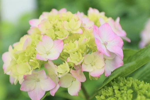 魅惑の紫陽花