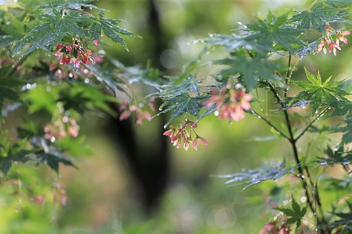 雨あがる