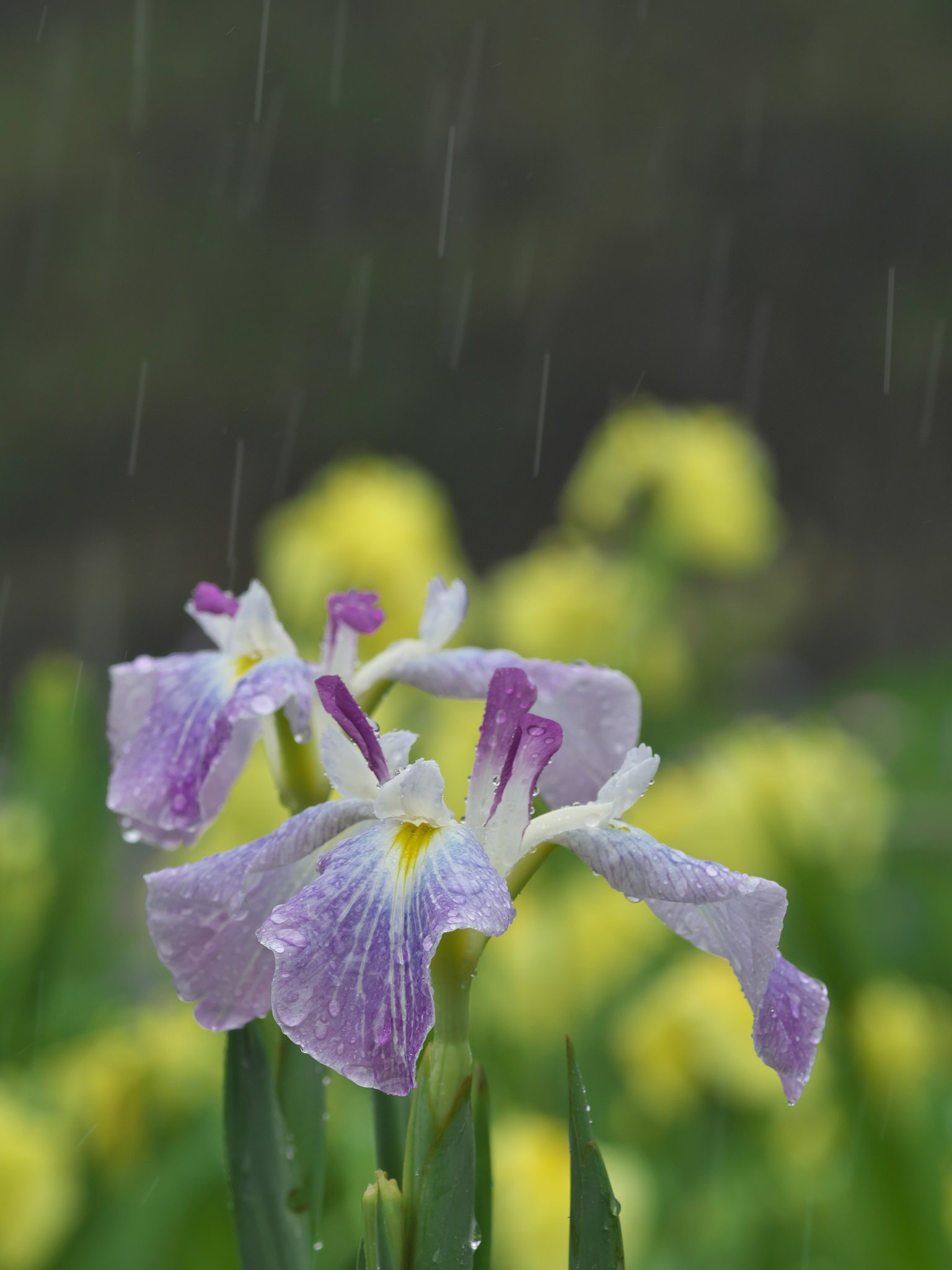 花菖蒲8