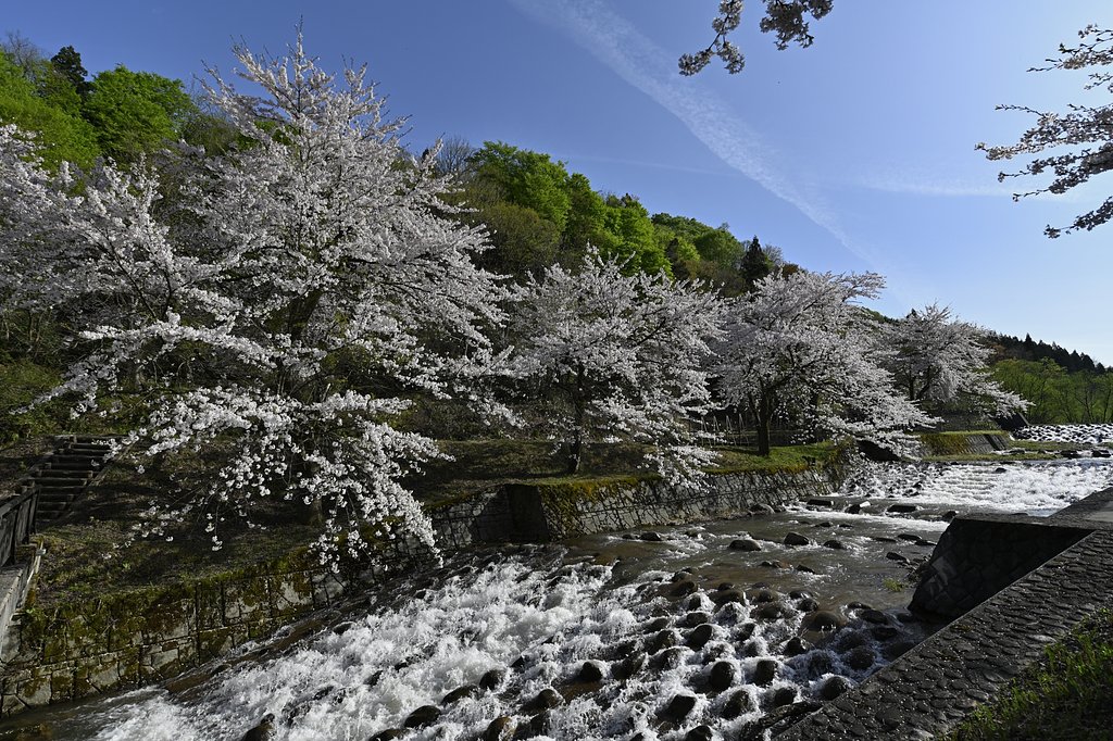 桜満開
