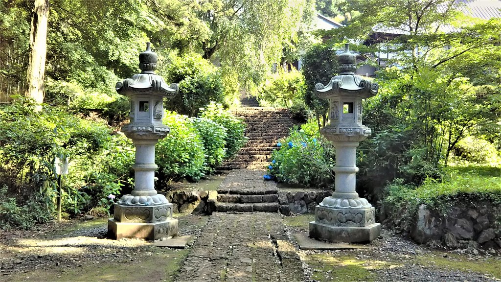2019大中寺紫陽花