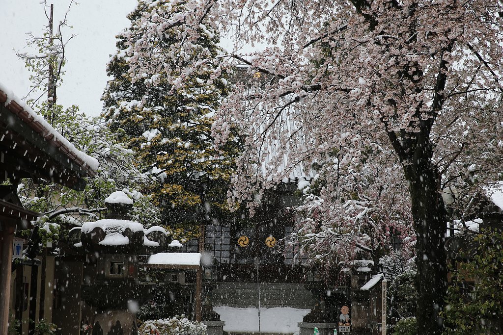桜吹雪？