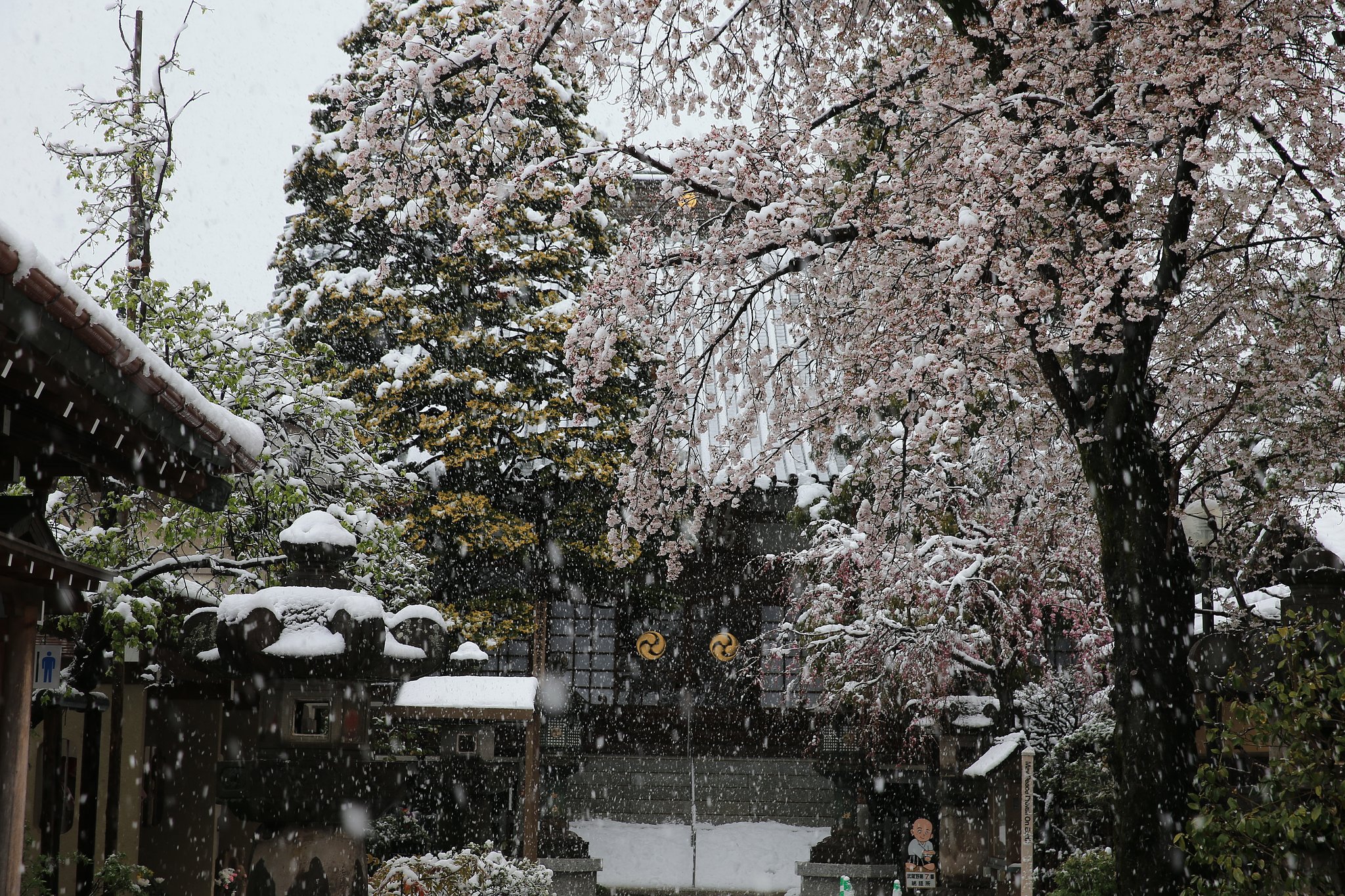 桜吹雪？
