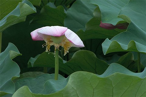 名残の蓮