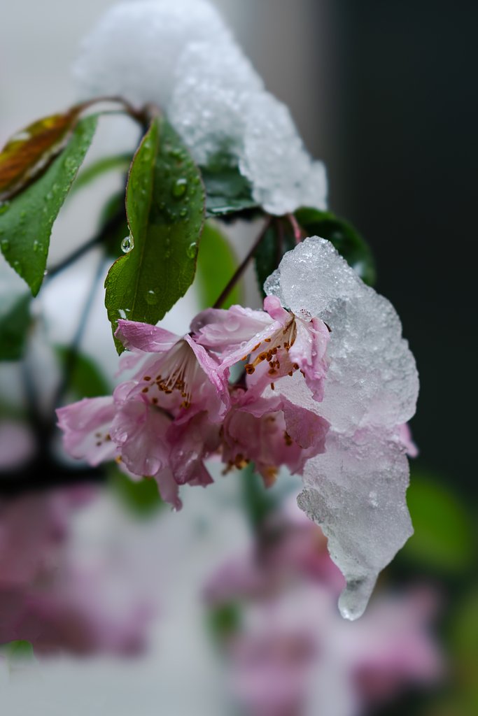 雪に潰されるカイドウ
