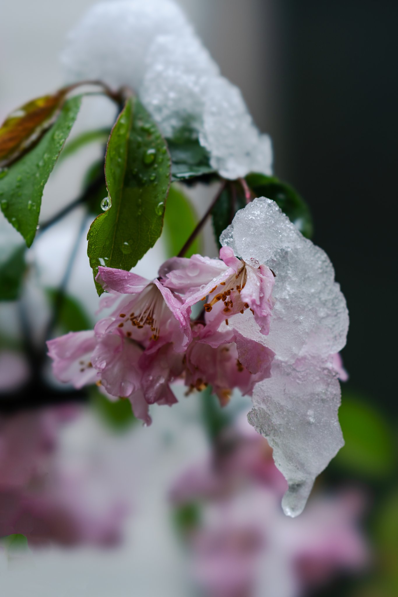 雪に潰されるカイドウ