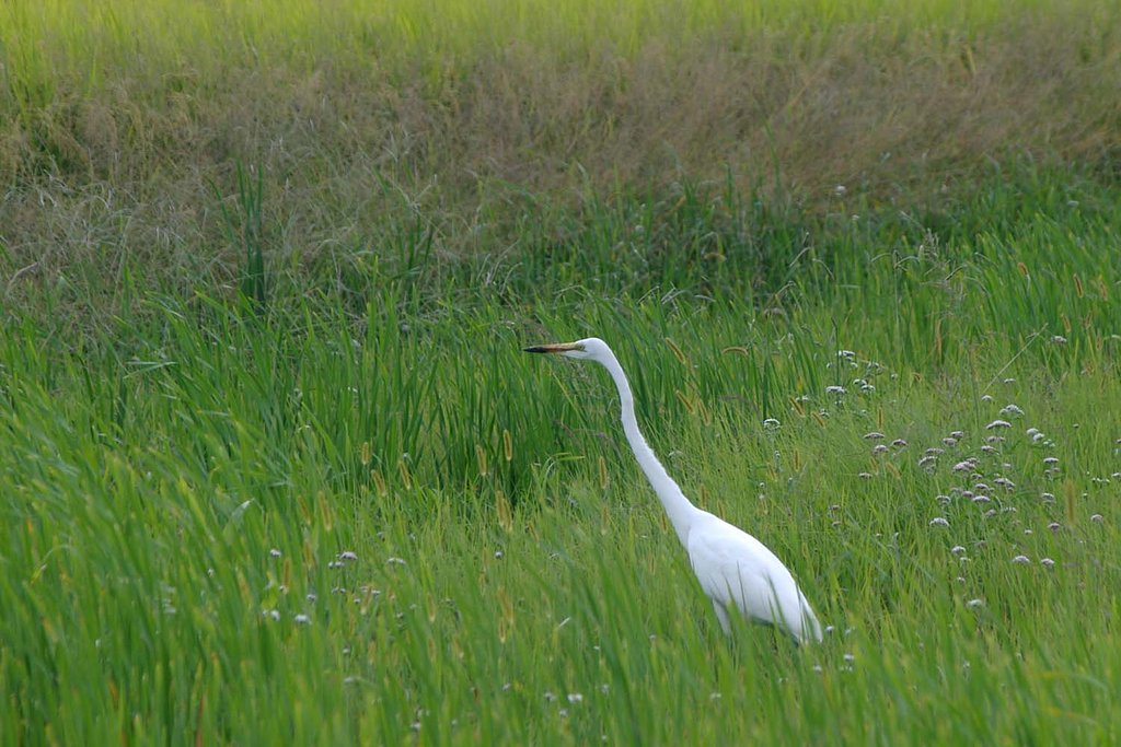 飛鳥の白鷺