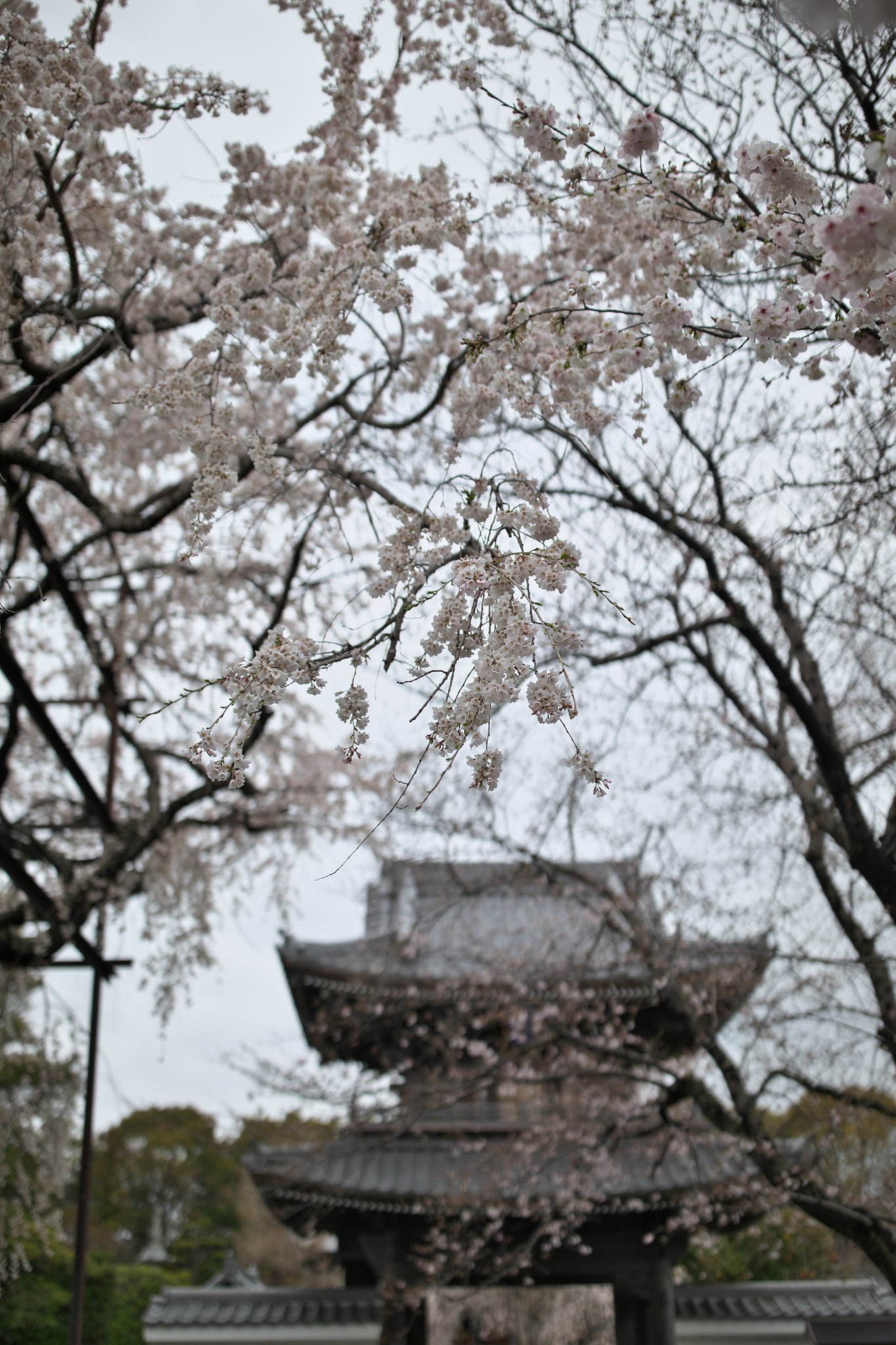 山門２