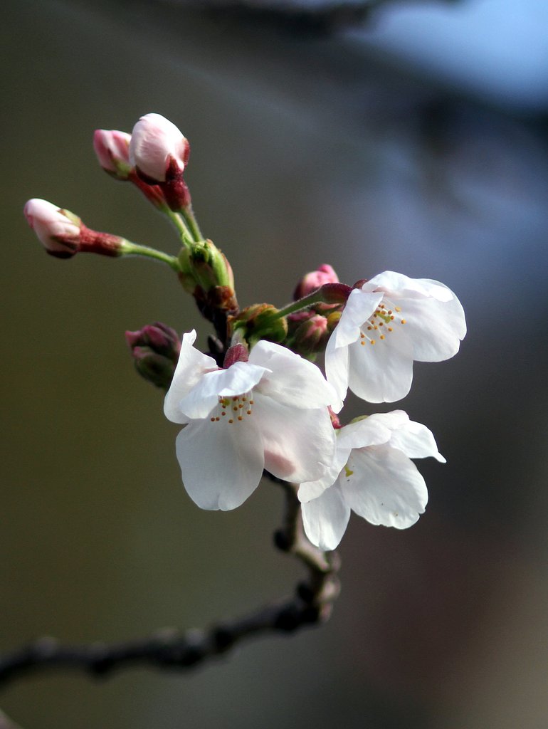 今季初めて見た桜
