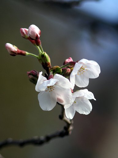 今季初めて見た桜