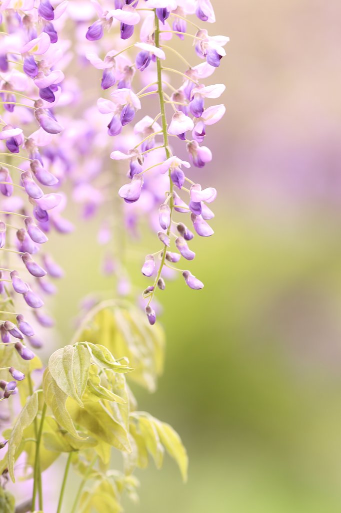 藤の花言葉は「心残り」
