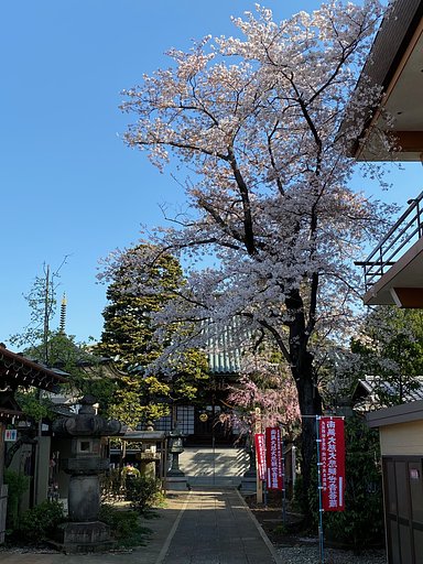 天高く咲く
