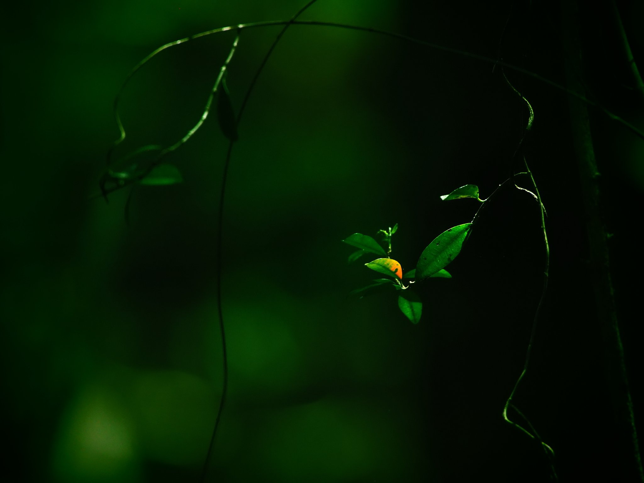 つる植物