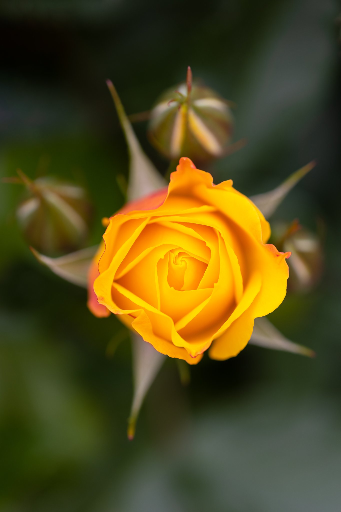 EF180mm f/3.5L Macro USM