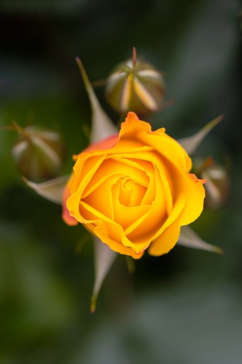 EF180mm f/3.5L Macro USM