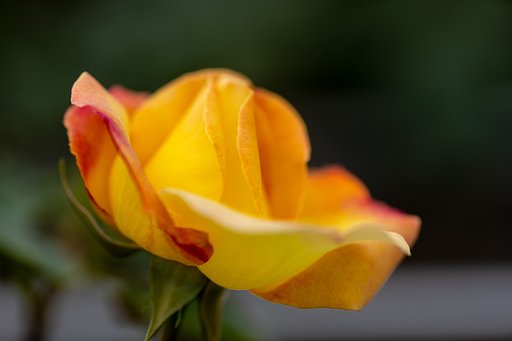 EF180mm f/3.5L Macro USM