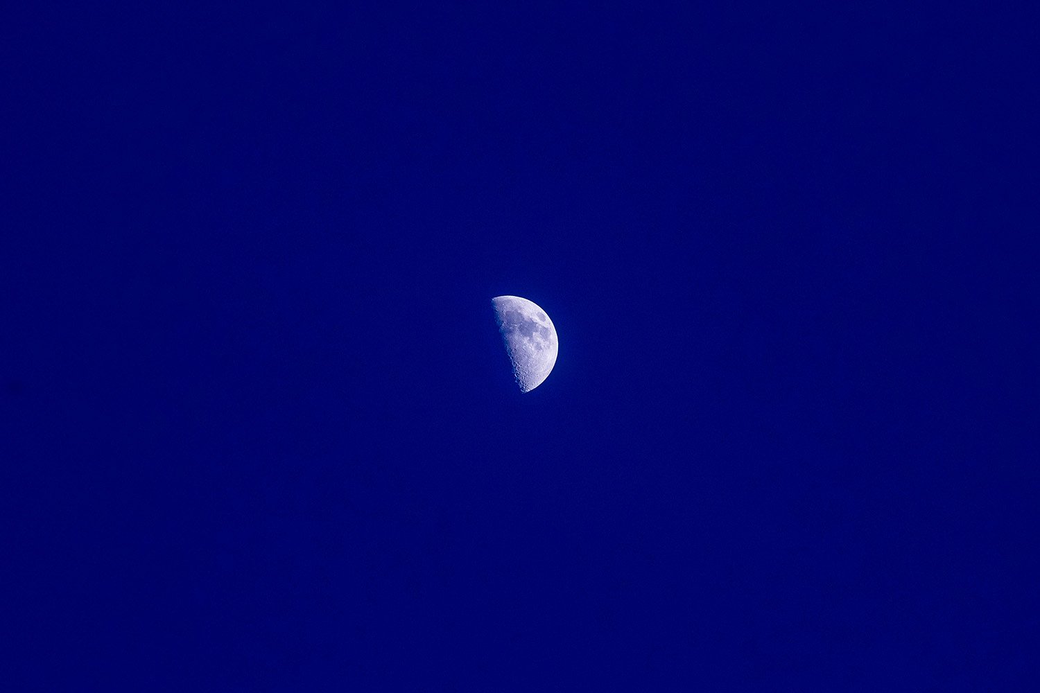 【花・空のある写真】半月