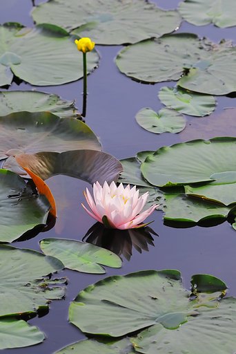 池の切り取り