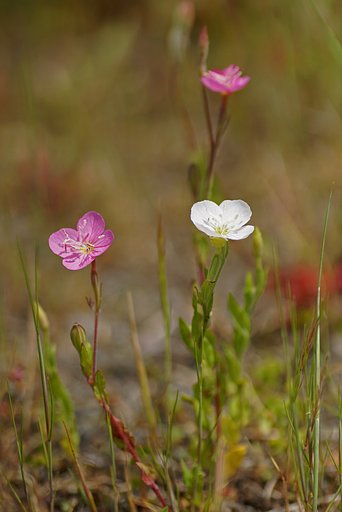 ユウゲショウの白花