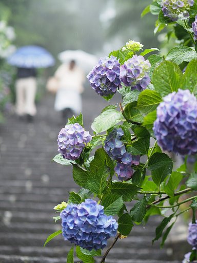 雨に煙るあじさい坂２