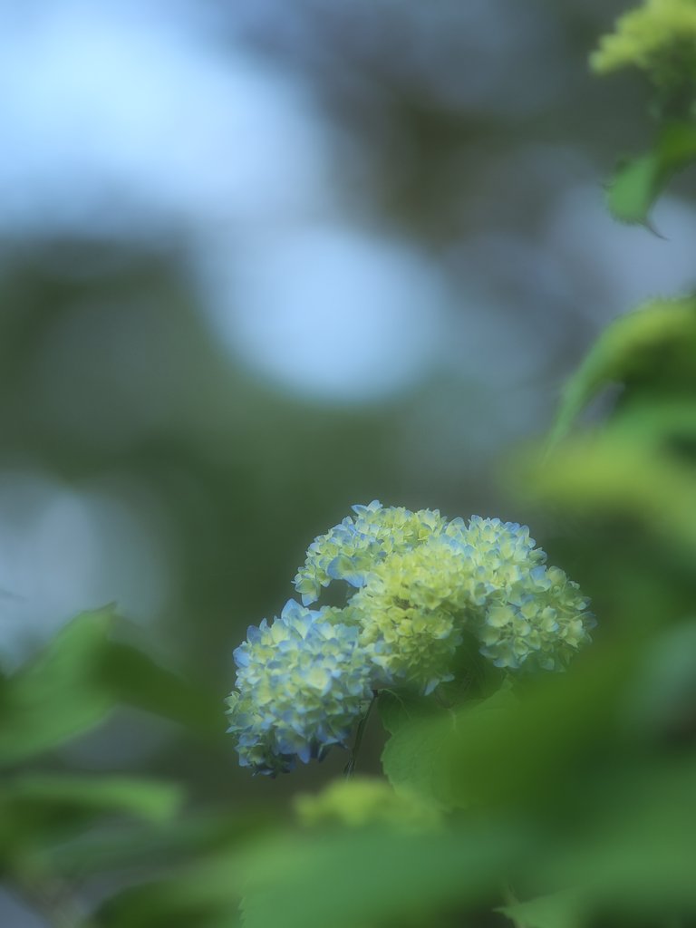 紫陽花