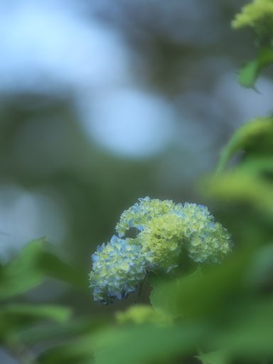 紫陽花