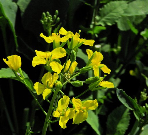 野菜の花