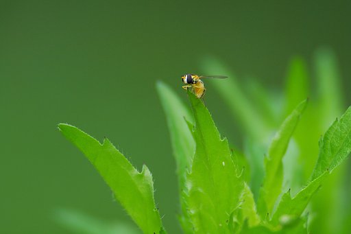 初夏、緑の展望台より
