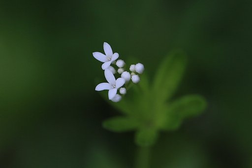 森の小さな十字花