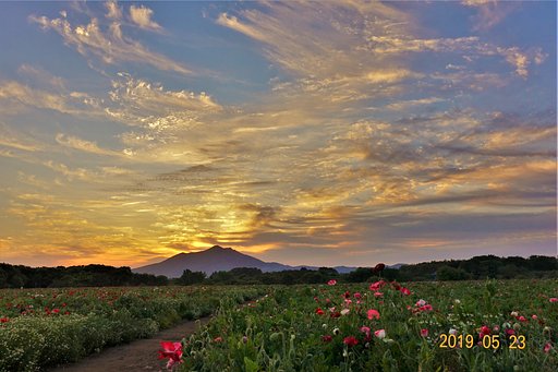 【花・空のある写真】ポピー畑