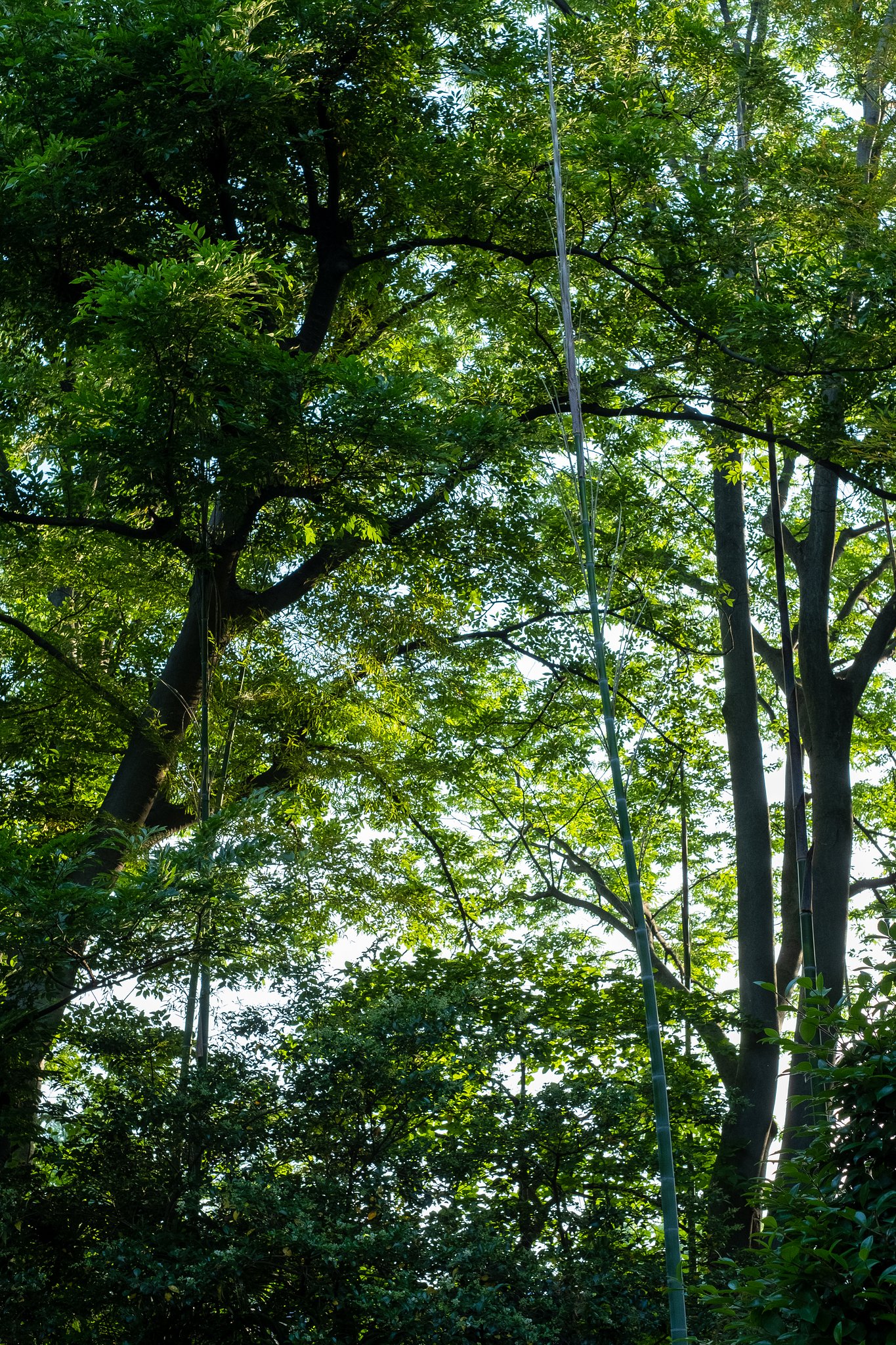 XF35mmF1.4 R