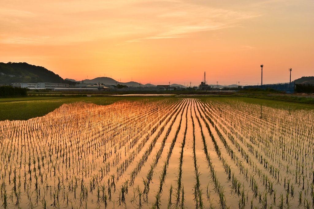 田植え完了