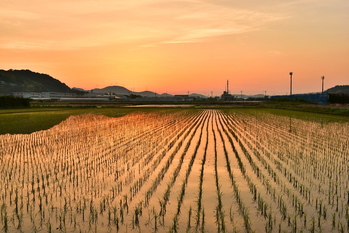 田植え完了