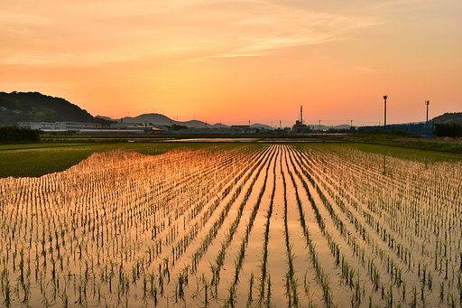 田植え完了