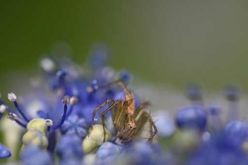 紫陽花