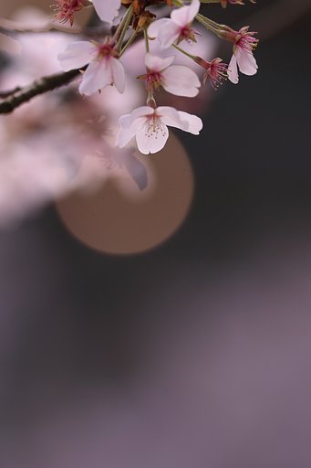 人工光源の玉ボケ