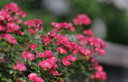 幼稚園の垣根にて（その２）