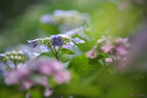 Otus 100mm F1.4 ZF2