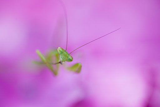 TAMRON SP AF 90mm F/2.8 MACRO1:1 172E
