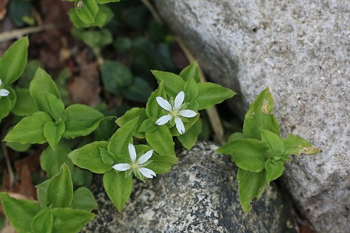 越後の山にて（その６）サワハコベ