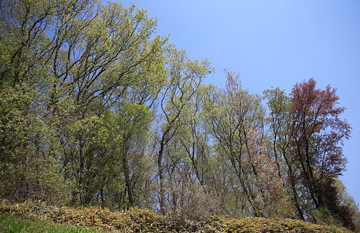 【はな】ヤマザクラ