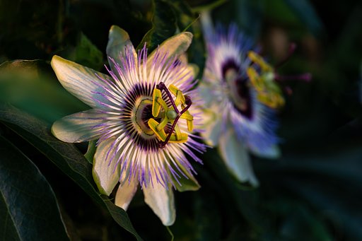 TAMRON 28-300mm F3.5-6.3 Di VC PZD A010N