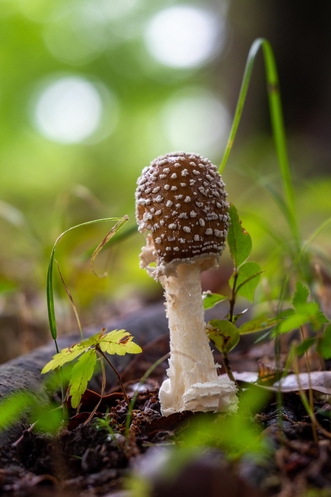 OLYMPUS M.60mm F2.8 Macro