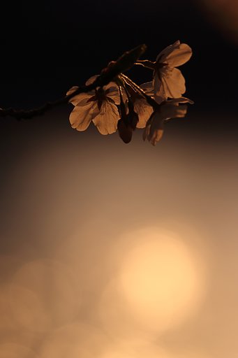 4月5日の写真