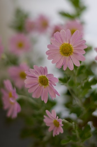 PENTAX-DA 50mmF1.8